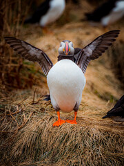 puffin want fly