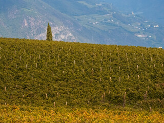 The beautiful landscape of Eppan near Bolzano in South Tyrol, Italy
