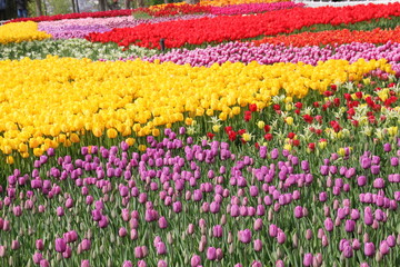 Flowering beautiful colorful tulips on the background of blooming colorful tulips in the field of flowers tulips.