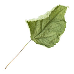 Dry green wild Leaf isolated on transparent background