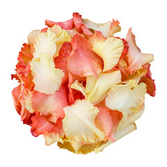 Gladiolus flower petals isolated on transparent background