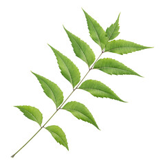 Fresh green neem leaves isolated on transparent background
