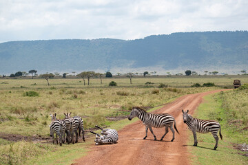 Fototapeta na wymiar Zebras crossing road in savannah