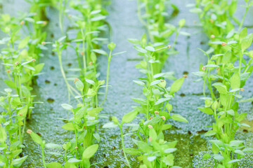 green grass