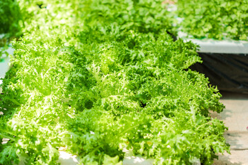 Fototapeta na wymiar fresh green parsley
