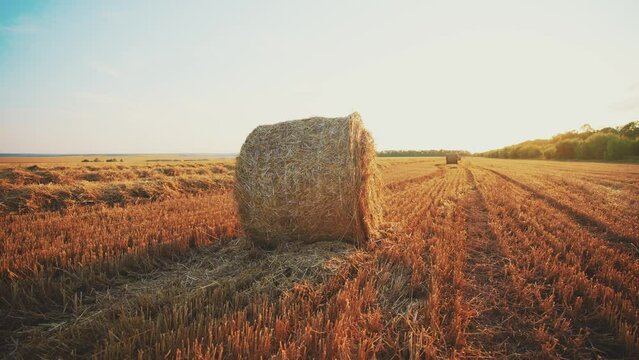 Straw left on wheat summer field after harvesting collected grain. Formation of dense rolls. Close up of golden round bales of straw. Freshly haystacks on outdoor nature landscape. Agriculture.
