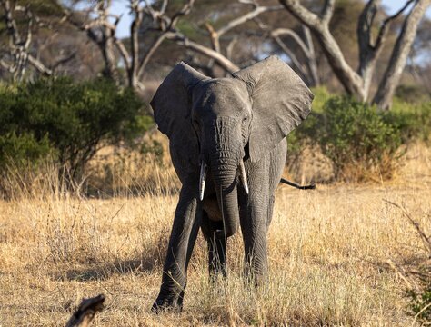 Huge elephant in the Tanzania Safari wildlife in Africa on a sunny day