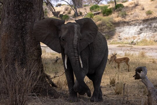Huge elephant in the Tanzania Safari wildlife in Africa on a sunny day