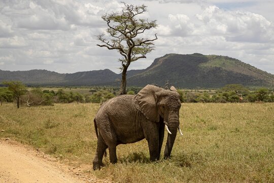 Huge elephant in the Tanzania Safari wildlife in Africa on a sunny day