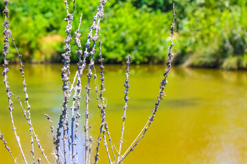 Green brown and white flowers plants in forest nature Germany.