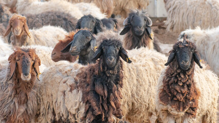 A few hairy flock sheep at a desert farm in arabia.