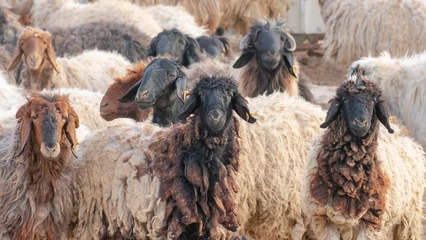 Keuken spatwand met foto A few hairy flock sheep at a desert farm in arabia. © MSM