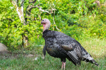 Meleagris, domestic turkey standing on the grass in the backyard of a Colombian farm, surrounded by nature with a green background. black giant bird