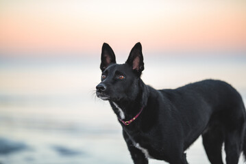 Black dog on the beach sea sunset portrait