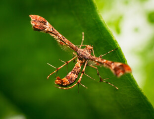 insect on leaf in nature