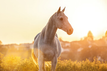 Portrait of a white arabian horse posing on a field in front of a rural landscape during sundown