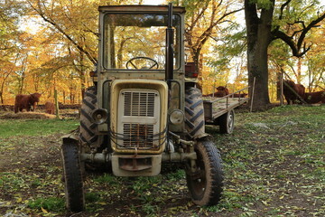 An old yellow tractor standing on a farm with a background of autumn leaves.
Stary żółty traktor stojący na farmie na tle jesiennych liści