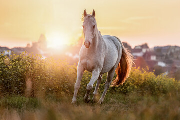 Portrait of a white arabian horse posing on a field in front of a rural landscape during sundown