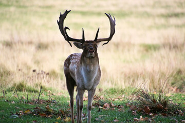 A view of a Fallow Deer in the Cheshire Countryside