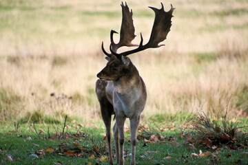A view of a Fallow Deer in the Cheshire Countryside
