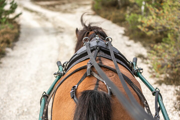 Portrait of a bay draught horse pulling a horse carriage in front of an autumn landscape
