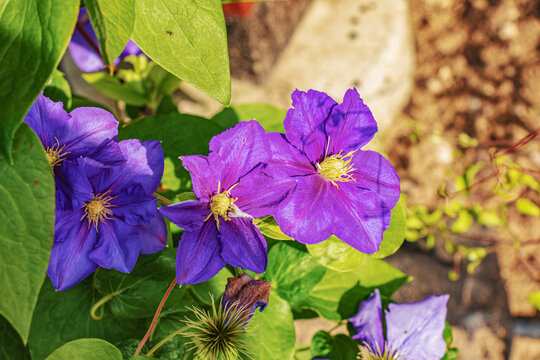 Beautiful purple clematis in the Botanical Garden of Nitra in Slovakia. Latin name Clematis Dill.