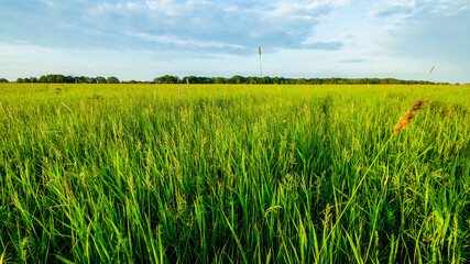 Green grass and blue sky