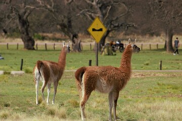 Paisajes de la reserva natural Parque Luro en la provincia de La Pampa Argentina