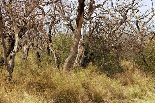 Paisajes de la reserva natural Parque Luro en la provincia de La Pampa Argentina