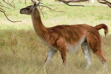 Paisajes de la reserva natural Parque Luro en la provincia de La Pampa Argentina