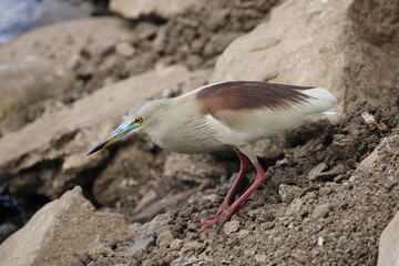 Beautiful Pond heron near lake searching for food. Nice and cool wall mounting of beautiful bird.