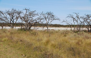 Paisajes de la reserva natural Parque Luro en la provincia de La Pampa Argentina