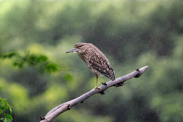 Beautiful Pond heron near lake searching for food. Nice and cool wall mounting of beautiful bird.
