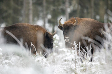 European bison - Bison bonasus in the Knyszyn Forest (Poland)
