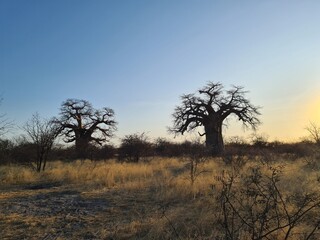 Fototapeta na wymiar baobab in africa