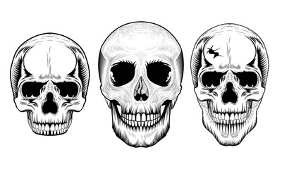 Human skulls vector design.