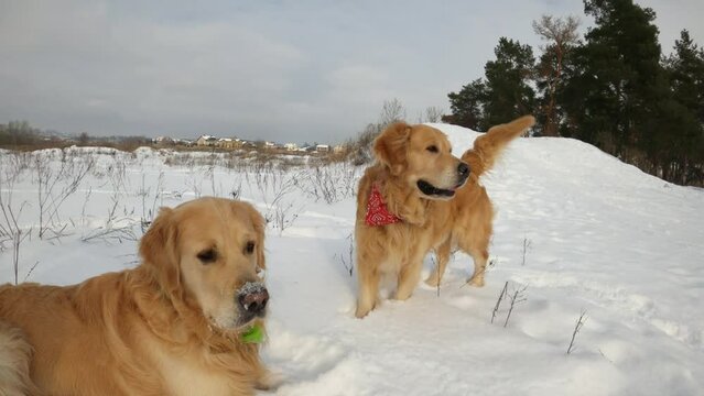 Golden retriever dogs in winter time lying in snow during walk outdoors. Purebred doggy pets enjoying cold weather