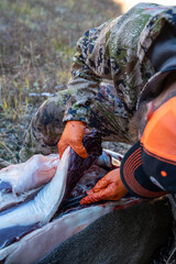 Using a knife, a hunter field dresses the backstrap of a deer he shot, for meat