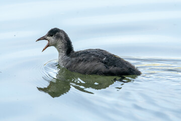 The Eurasian coot, Fulica atra swimming on the Kleinhesseloher Lake at Munich, Germany