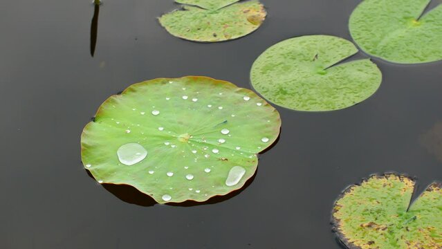 Water droplets on lotus leaf in a big pond and it's raining.