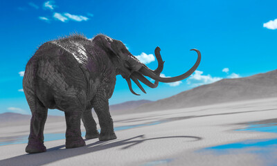 Obraz premium mammoth is angry in the desert after rain with copy space rear view