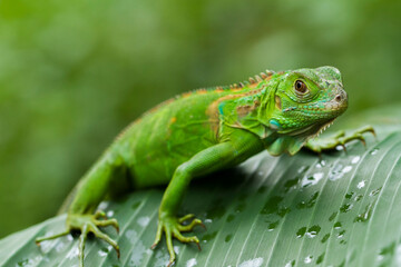 baby juvenile Green iguana (Iguana iguana) in the wildlife