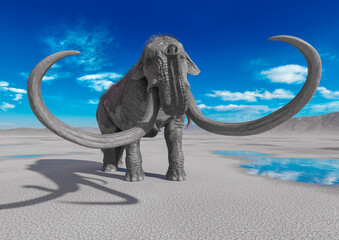 Obraz premium mammoth in the desert after rain is ready for action