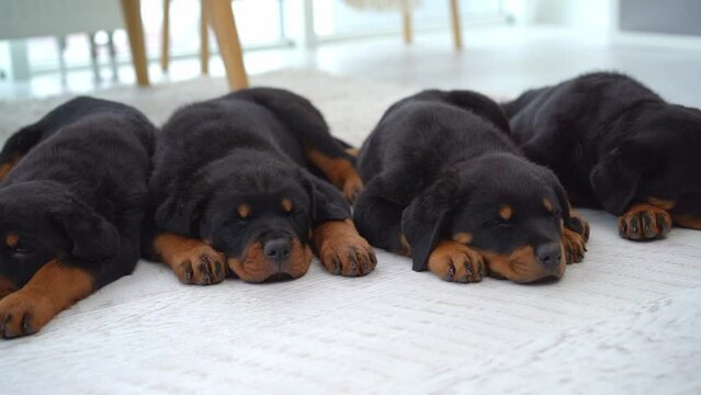 rottweiler puppies sleeping in row on floor at home