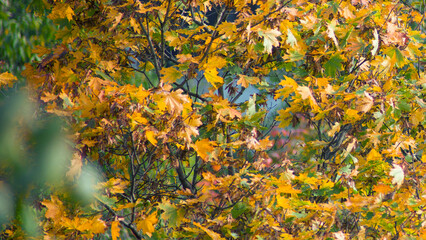 Yellow autumn maple leaves in the evening light