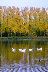 Herbst Landschaft mit See und Bäumen