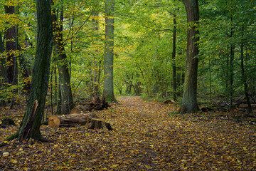 Jesienny las w podwarszawskim Kampinoskim Parku Narodowym
