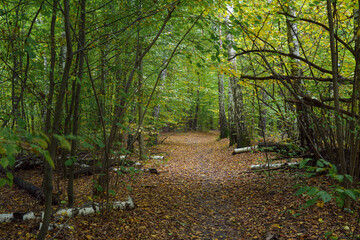 Jesienny las w podwarszawskim Kampinoskim Parku Narodowym - obrazy, fototapety, plakaty