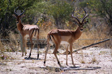 Naklejka na ściany i meble impala antelope in chobe national park