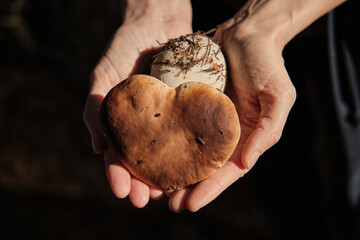 Female hands holding freshly picked porcini mushroom with heart shaped cap on dark background. Close-up. Top view.